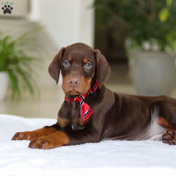 Champ, Doberman Pinscher Puppy